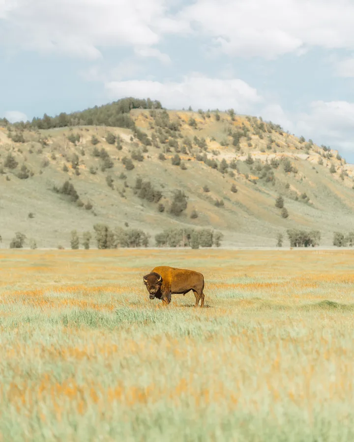 Buffalo