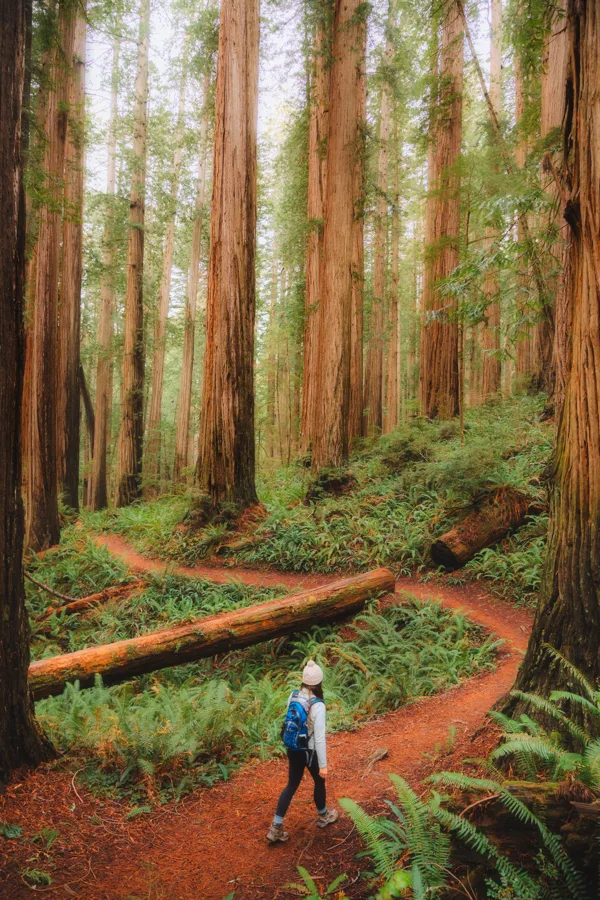 Redwoods