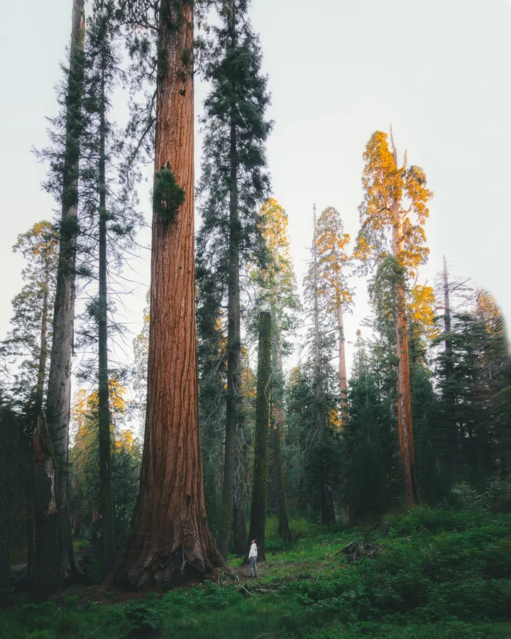 Sequoia NP