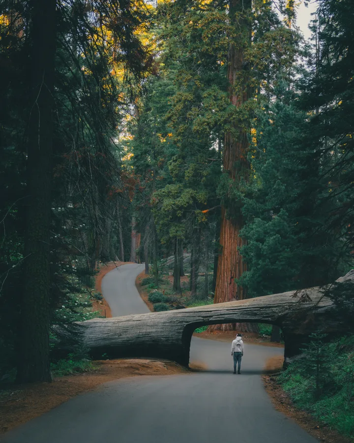 Tree tunnel